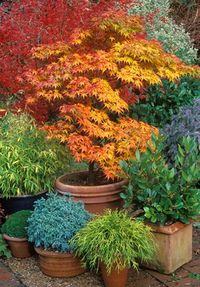 Caring for Japanese Maple Trees | Garden Design