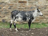 Nguni