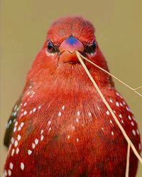 The Red Avadavat, or Strawberry Finch, (Amandava amandava) is a colorful sparrow-sized songbird found in open fields and grasslands of tropical Asia.