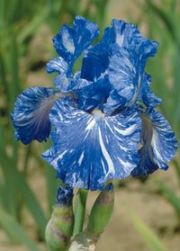 Tall Bearded Iris