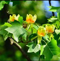 "These Tulip Poplar bare-root plants come in size of 12-18\". Tulip Poplar is a deciduous tree that may grow 90 to 120 feet tall and takes its name from its greenish-yellow heartwood and attractive tulip-like flowers. The tree has alternate, palmately veined, 4-lobed leaves with a smooth margin. The bark is smooth and dark green on young trees. Planting instructions included with purchase."