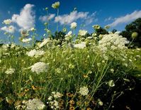 Queen Anne's Lace (Wild Carrot) | Missouri Department of Conservation