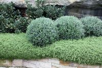 Sun - Westringia Topairy - the idea of Westringia clipped into topiary, underplanted with prostrate rosmary