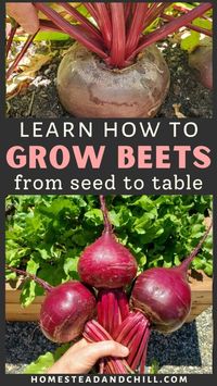 Come learn everything you need to know to successfully grow beets from seed or seedlings in this ultimate beginner's guide, including step-by-step tips and photos for when to plant beets, spacing and thinning seedlings, growing beets in containers or raised garden beds, when and how to harvest beets, pest control tips, how to store beets to maximize freshness, ways to use or preserve beets and more!