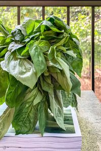 #1 BEST Hack for How to Store Basil and Keep it Fresh | The Mediterranean Dish