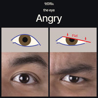 Angry facial expression is largely communicated through the eyes when the brow goes down and makes the upper border of the eye flat while the lower one stays curved.