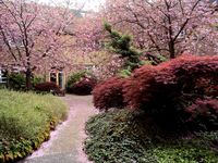 Blossom at the University of Nottingham