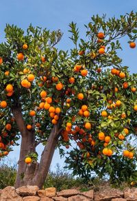 From plums to persimmons, fruit trees give healthy nourishment for people and wildlife. Here are some of the best ones to grow in your yard.