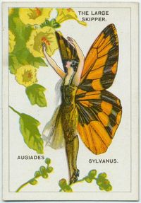 Cigarette Card