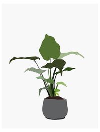 Articles similaires à impression d’art minimaliste plante tropicale. Impression d’art. illustration abstraite moderne. plante botanique verte feuillue dans un vase en béton sur Etsy #vase #illustration #art impression d'art minimal plante tropicale par Jules TillmanQuelles sont les caract?ristiques des fleurs? Quelle fleur