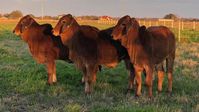 Brahman Rojo