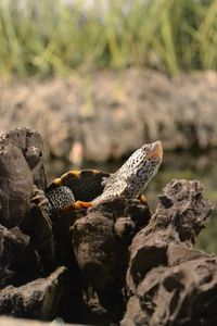 Diamondback terrapin--still one of my favorites