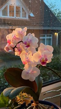 #orchid #spring #flowers #nature #sun #sunset #orchids