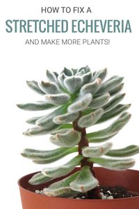 Is your echeveria succulent growing tall, leggy, and all stretched out? Learn why it happens and how to fix it. And end up with more plants in the process! Let's talk plants! modandmint.com