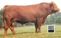 Big Sky Simmental Bull