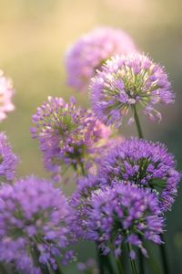 Allium botanical fine art photography. This image is in vertical/portrait orientation and will be printed on Kodak Endura Professional Paper for years of everlasting beauty.  FRAME AND MAT ARE FOR REFERENCE ONLY AND NOT INCLUDED IN YOUR ORDER.  Please message me with any questions or special requests. I will try to accommodate you.  Thank you for visiting my shop,  Jennifer of Stills by Stilwell