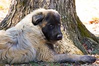 Estrela Mountain Dog - Dog Breed Information