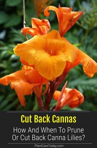 Canna lilies are great plants for adding flashes of color to the landscape. Though they do not require trimming, pruning them back will encourage growth and keep them tidy. Learn how and when to cut back Cannas.