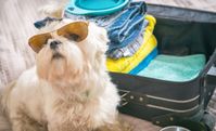 17 Best Dog-Friendly Hotel Chains & Motel Spots Where Pets Are Allowed!