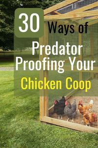 Predator-proofing a chicken coop is essential for keeping your chickens safe from common predators such as foxes, raccoons, hawks, and even neighborhood dogs and cats. Read more to find out a list of 30 ways to predator proof your backyard chicken coop.