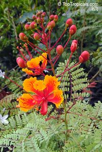 Caesalpinia pulcherrima, Peacock Flower, Barbados Pride, Dwarf Poinciana, Barbados Flower-fence, Gold Mohur