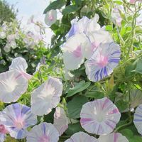 10 Morning Glory Flowers Seeds  Quantities: 10 Very easy to grow! any question, please contact me!