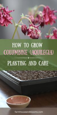 Learn all about the enchanting world of Columbine (Aquilegia), a perennial known for its distinctive, nodding flowers and lacy foliage. This comprehensive guide reveals the secrets to successfully planting and caring for Columbine, ensuring your cottage garden is graced with it's delicate beauty and myriad of colors.