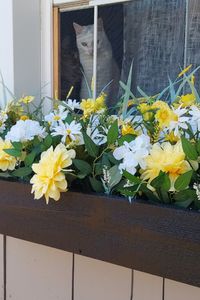 Faux yellow dahlias and daisies. Window box.