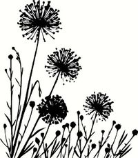 dandilions