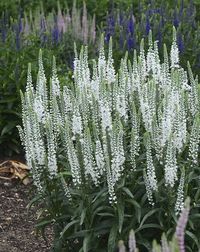 Magic Show White Wands is a Veronica, with pure white spikes appearing for several months from midsummer to late summer. Hardy to zone 4.