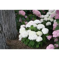 PROVEN WINNERS Invincibelle Wee White Smooth Hydrangea Live Shrub White Flowers 4.5 in. Qt.-HYDPRC1177800 - The Home Depot