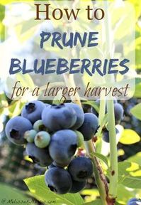 Want a larger harvest of blueberries? Learn how to prune blueberry plants for a larger harvest. Great step by step tutorial, plus love her tips for what to add to the soil. If you want to put in blueberries or already have them, you need to read this tutorial now.: