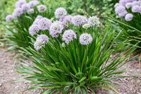 Allium peek a boo