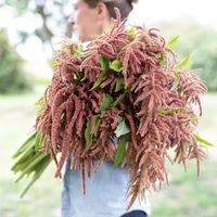 Amaranth Coral Fountain – Floret Flower Farm