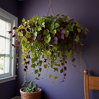 35 Indoor Vine Ideas for Your Home: Transform Your Space with Green Elegance » HomeDecorFull