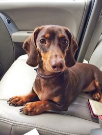 Chocolate and Tan Dachshund