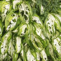 Tired of having your hosta leaves ruined each and every year by insects? Check out these four simple tricks to help keep insects off hostas!