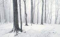 Imagem de snow, winter, and forest