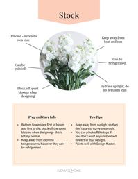 Stock flower care. Simple care tips to keep your DIY wedding flowers looking fresh! Flower Moxie provides simple recipes, florist-grade wholesale flowers, easy tutorials, and HUGE SAVINGS on wedding flowers. Shop our large selection of DIY wedding flower packages and bulk wedding flowers packages for your DIY wedding!