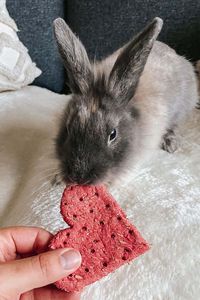 Heerlijk konijnensnoepje van Tiny Friends Farm voor jouw konijn of cavia. Deze snack is perfect om je konijn mee te verwennen op valentijnsdag, dierendag, op zijn verjaardag of gewoon als cadeautje. Met deze smaakvolle en krokante snack in hartenvorm uit onze eigen bakkerij kan je jouw dier liefdevol verwennen! In het roze hartje zit onder andere timothy hay voor extra vezels. Bekijk ze in de webshop of Pets Place Boerenbond winkels. Fotocredits: het_konijn_jack #konijn #hartje #petsplace