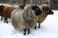 More beautiful Shetland Sheep