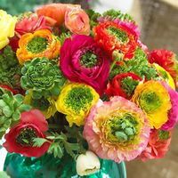 Ranunculus Bulbs For Sale | Buy Flower Bulbs In Bulk & Save