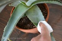 Gently clean dusty aloe plant leaves with damp rag