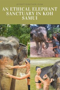 An Ethical Elephant Sanctuary In Koh Samui | Feed, Swim, NOT Ride