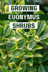 Euonymus is a beautiful choice for an ornamental plant to add some depth and interest to your landscape. With so many types of Euonymus plants available, choosing the right ones for your garden can be difficult. Read on to learn all about the different kinds of Euonymus plants and how to plant and care for them!