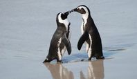 boulders african penguins