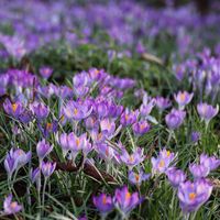 The sun arrived yesterday and the crocuses dutifully opened. This well established population of C. tommasinianus has spread below an… | Instagram