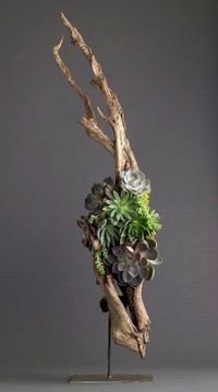 54 Ideas to Arrange your Succulent with Driftwood - GODIYGO.COM