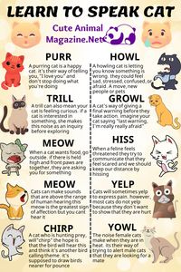 Learn To Speak Cat. - #cat #dog #DogHealth #cathealth