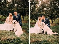 Dog Wedding Photo Inspiration Oregon Wedding Photography Hood River The Orchard Wedding Venue